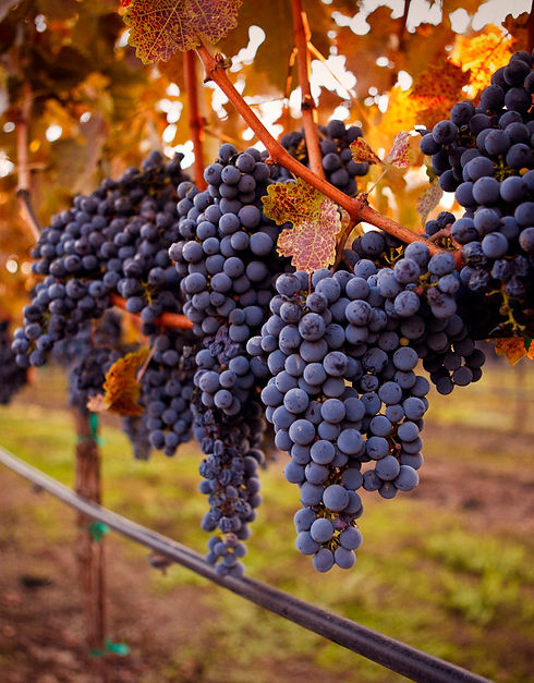 cabsauv_edited.jpg