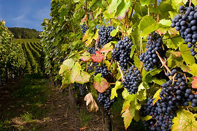 iStock-172293909.jpg