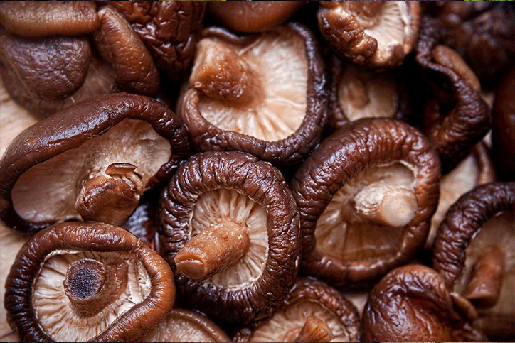 Shitake.gif