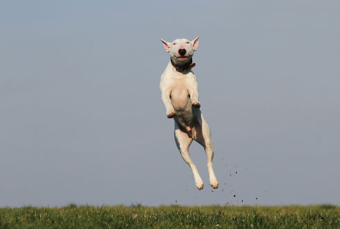animal-breed-canine-159692.jpg