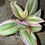 Thumbnail: Wandering Jew