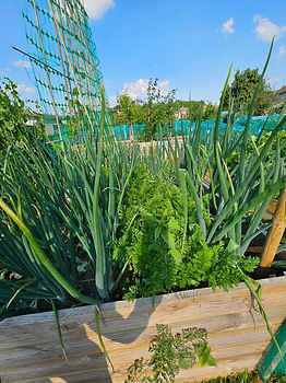 Allotments 5.jpg