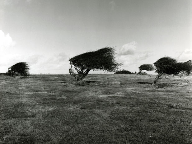 Windswept Hawthorn Trees, Sussex, UK, monochrome, perspective, composition, treescape, rural landscape,
