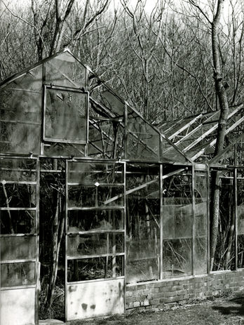 Overgrown Glasshouse, Sussex, derelict Vineyard, glasshouse, trees, 