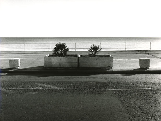 Hastings Palm Trees, Uk, Sussex, urban landscape, shadows, symmetry, monochrome