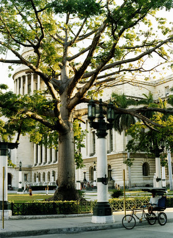 Havana Big Tree, Cuba, urban landscape, central, bike taxi, 