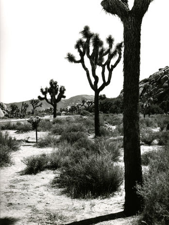 Joshua Tree Park, California, desert,  heat, burnt, perspective, composition, monochrome, black and white, shadows