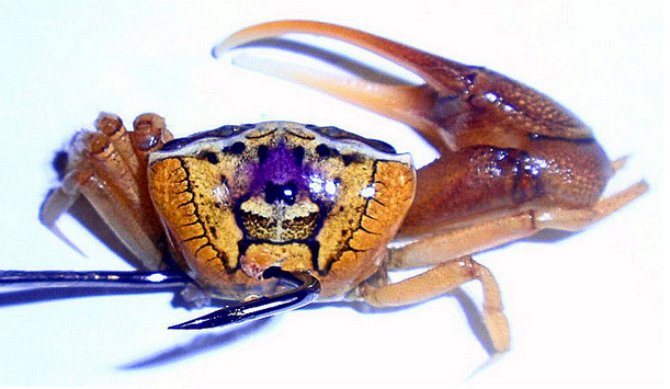 fiddler crab, bait, mississippi fishing charter, fishing guide, charter boat