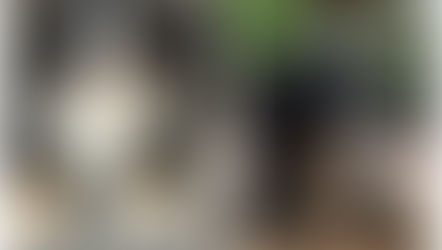 Hoe gaat het nu met...Moos-Chico