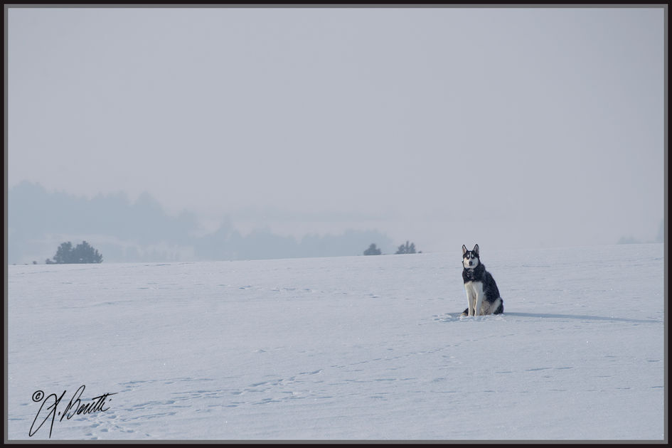 husky in the snow