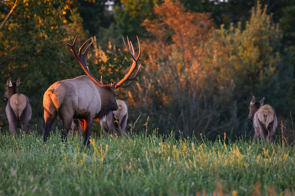 Wide landscape photo of a bull elk and herd in a grassy field at golden hour