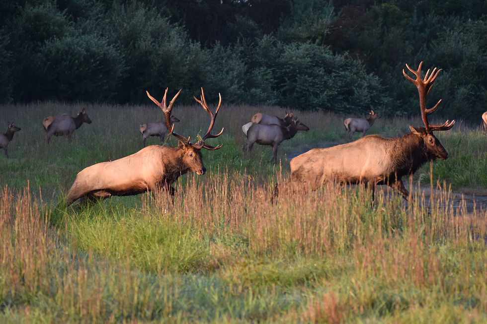 DSC_0465.JPG