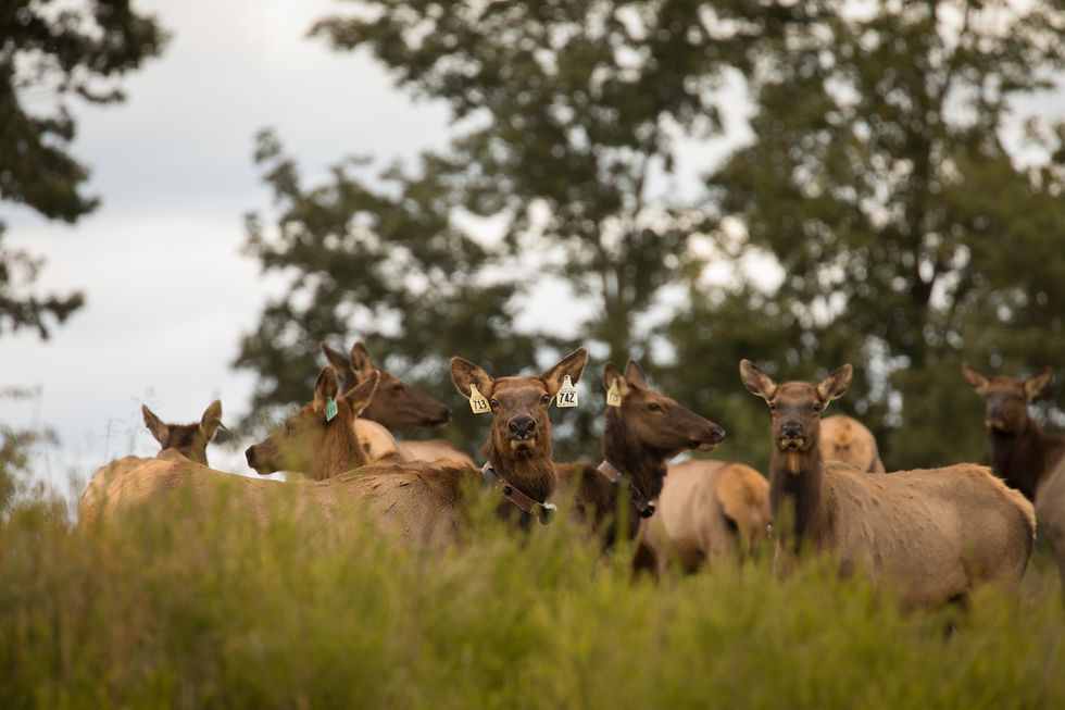 Virginia Elk-278.jpg