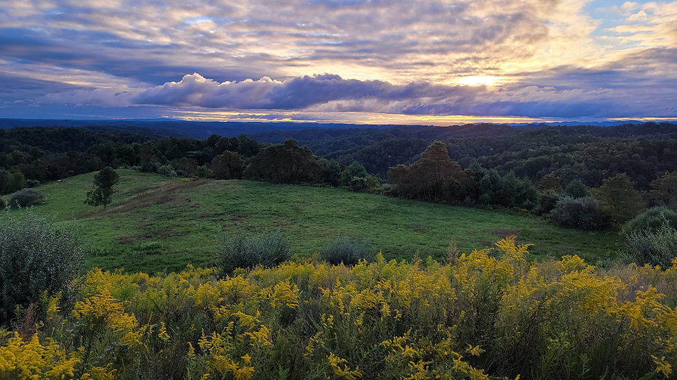 A cinematic still of an elk in the Southwest Virginia mountains
