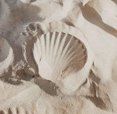 Shell.jpeg