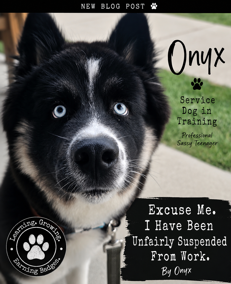 Onyx pauses mid eye roll after learning that greeting every client with kisses and Husky conversations is apparently not considered proper service dog etiquette.