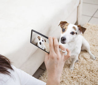 Blog | Albany, NY | Empire Pets Blog | Albany, NY | Empire Pets