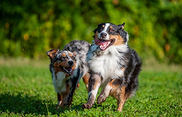 Two australian shepherd dogs are playing and running together outdoors. Happy dogs with to