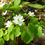 Thumbnail: Thalictrum thalictroides - Rue anemone