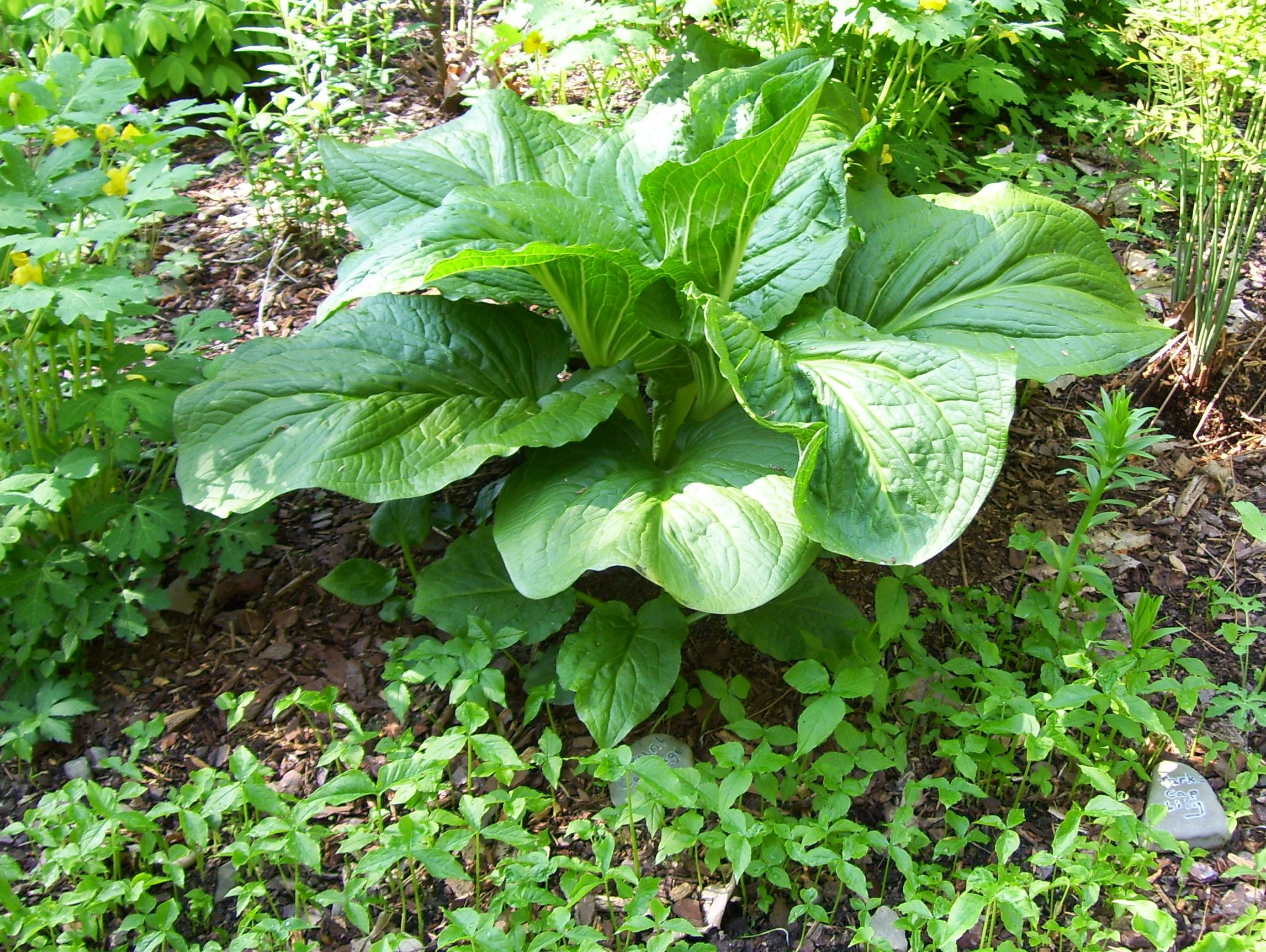 Symplocarpus foetidus - Skunk cabbage