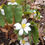 Thumbnail: Sanguinaria canadensis - Bloodroot