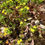 Thumbnail: Geum fragarioides - Barren strawberry