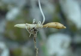 Thumbnail: Cardamine concatenata -  Cutleaf Toothwort