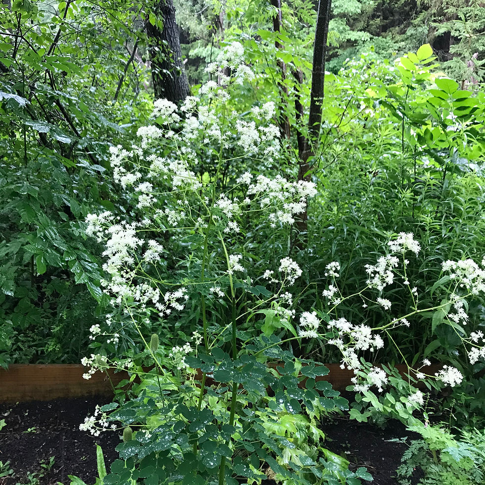 Thalictrum pubescens - Tall meadow rue