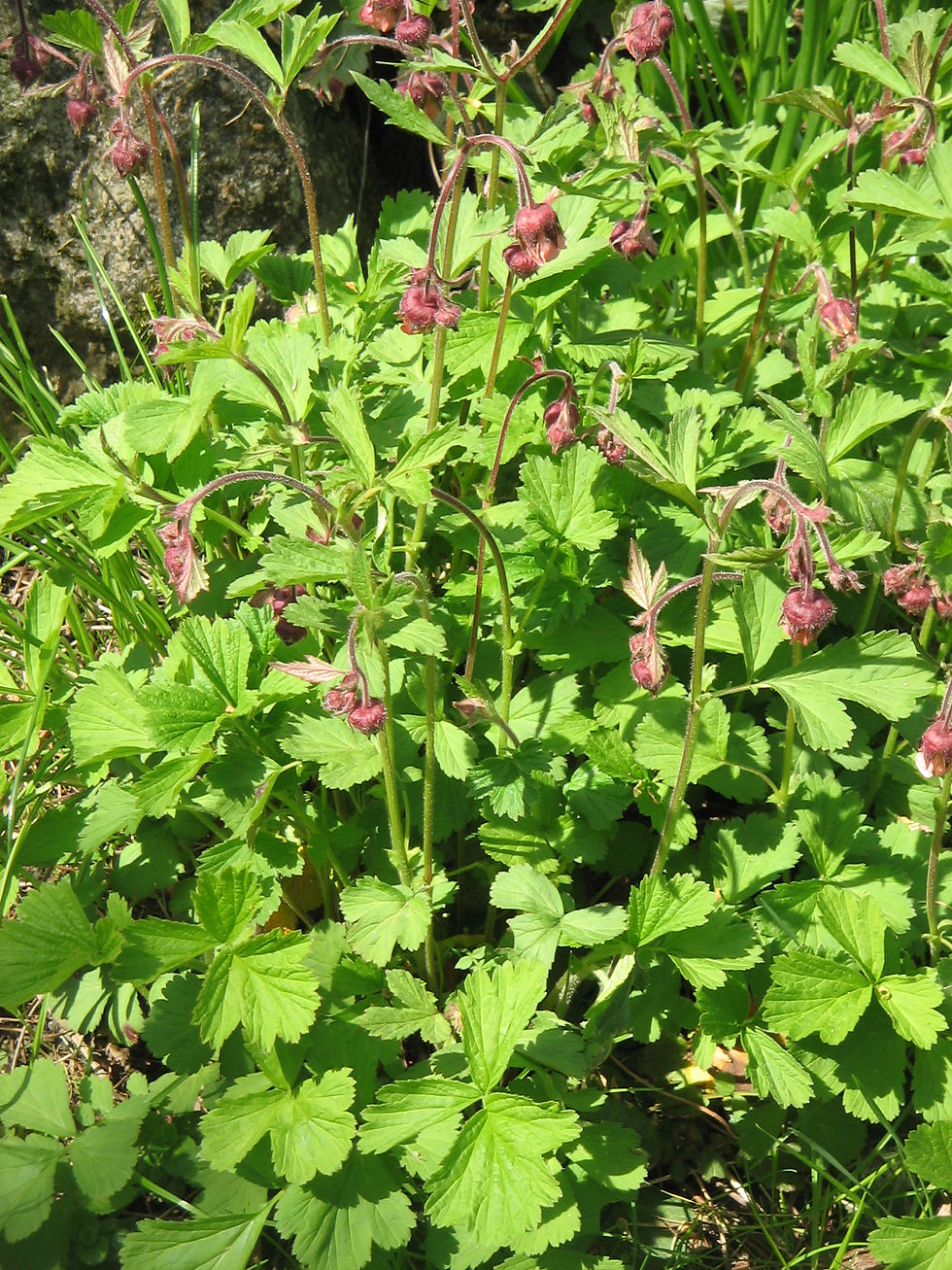 Geum rivale