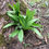 Thumbnail: Allium tricoccum - Wild leek