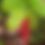 Thumbnail: Maianthemum racemosa - False solomon's seal