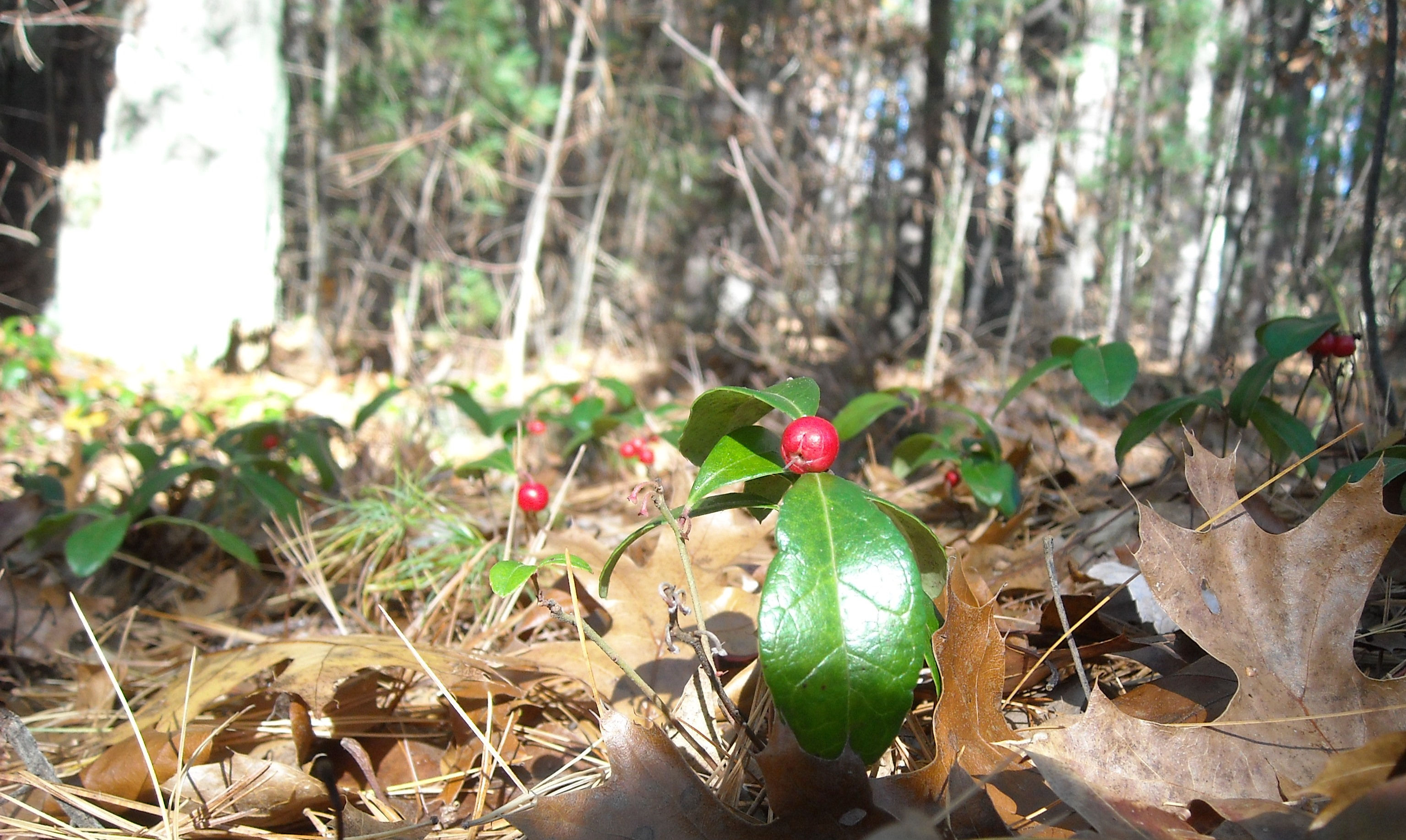Wintergreen Plant