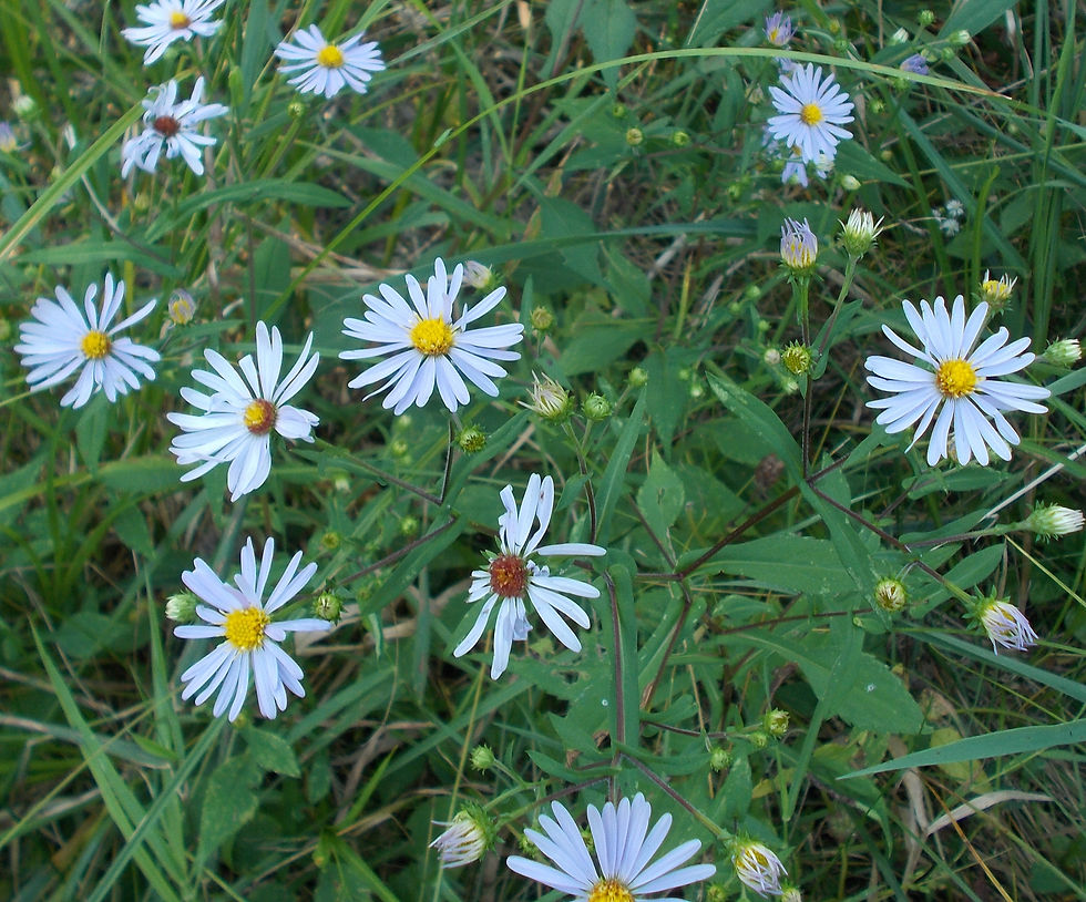 Symphyotrichum novi-belgii (aster)