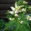 Thumbnail: Chelone glabra - White turtlehead