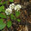 Thumbnail: Allium tricoccum - Wild leek