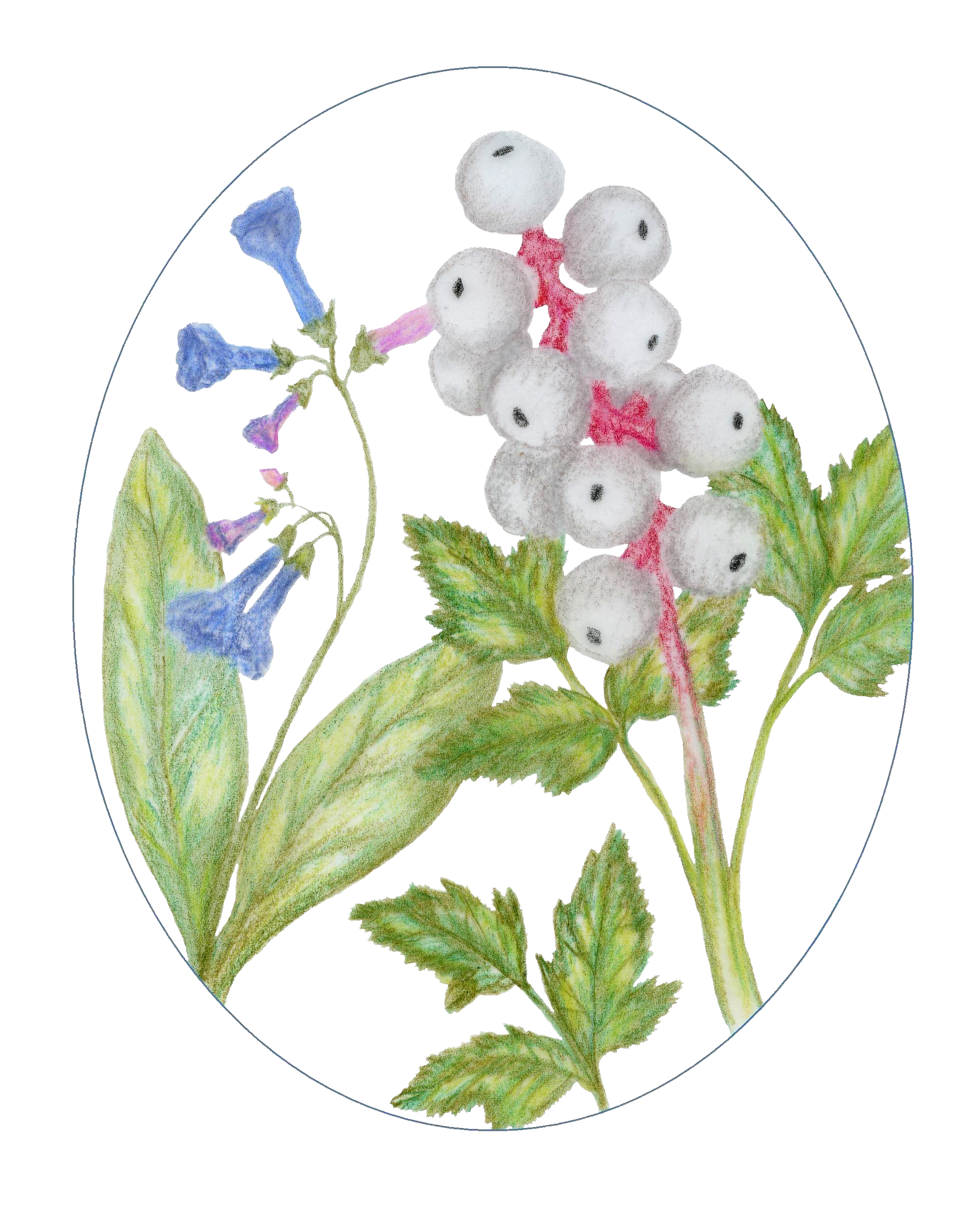 Amanda's Native Garden LLC logo