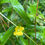 Thumbnail: Ludwigia alternifolia - Seedbox