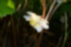 Thumbnail: Podophyllum peltatum - May apple