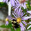 Thumbnail: Symphyotrichum novi-belgii - New York aster