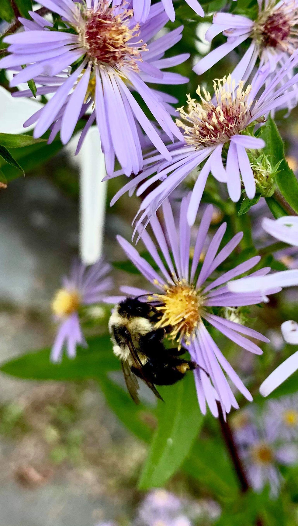 Symphyotrichum novi-belgii - New York aster