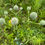 Thumbnail: Eryngium yuccifolium – Rattlesnake Master
