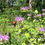 Thumbnail: Monarda fistulosa - Wild bergamot