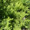 Thumbnail: Thelypteris palustris -  Eastern Marsh Fern
