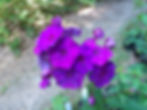 Thumbnail: Phlox paniculata - Summer phlox