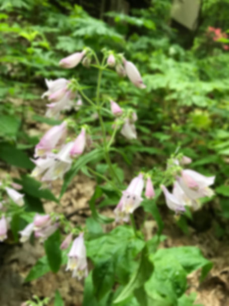 Penstemon smallii - Small's Penstemon
