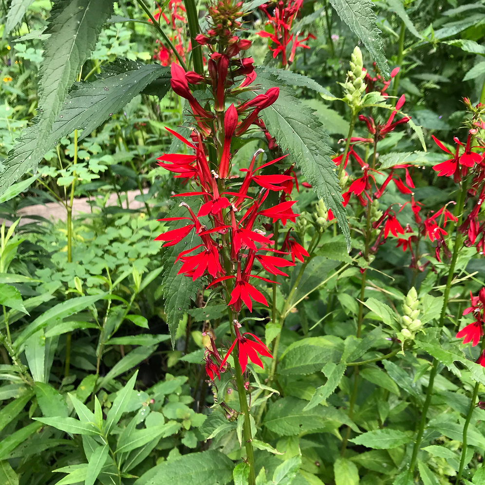 Lobelia cardinalis Red cardinal flower amandasgarden