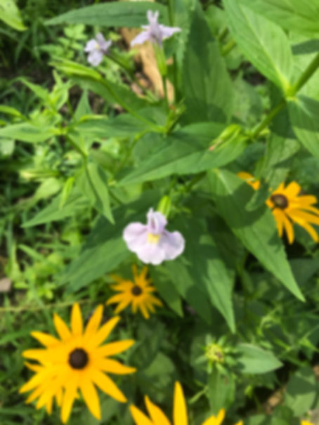 Mimulus ringens - Monkey flower