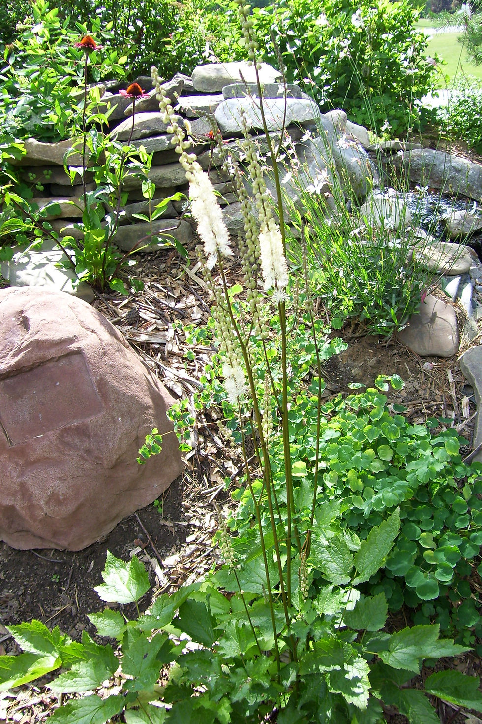 Actaea rubifolia