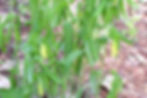 Thumbnail: Uvularia perfoliata - Perfoliate bellwort