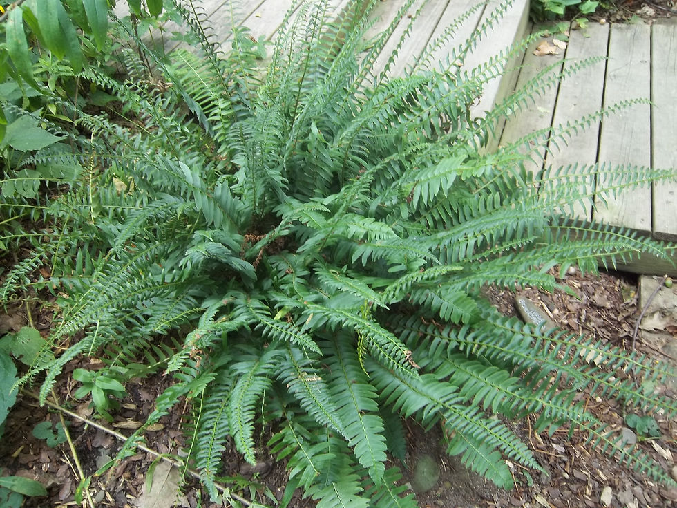 Polystitchum acrostichoides